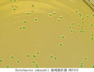 阪崎腸桿菌 2003 生肖 屬